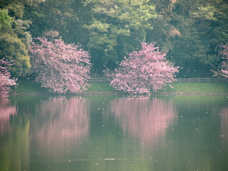 4月22日のひのがわダムの八重桜です。