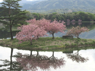 4月22日のひのがわダムの八重桜です。