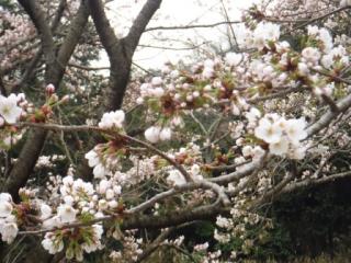 H29宇曽川3-5