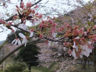H29青土8-3