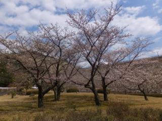 H29青土5-1