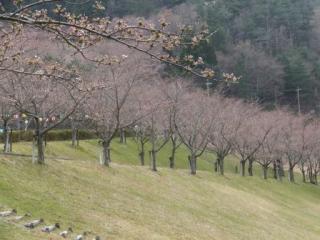 H29青土3-3