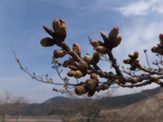 H29青土3