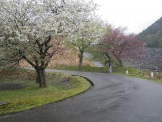 H29石田川8-2