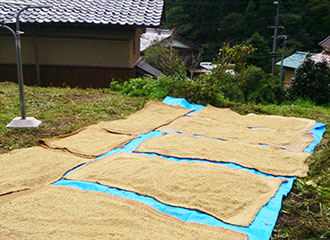 写真:もみの天日干し