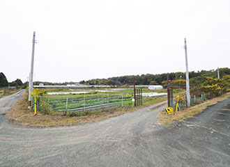 写真:遠くから見た農園