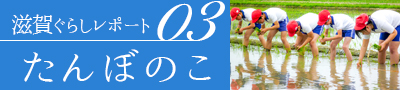 滋賀ぐらしレポート03 たんぼのこ