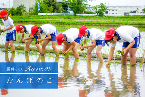 滋賀ぐらしReport03 たんぼのこ