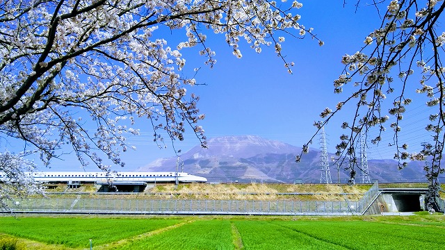 桜
