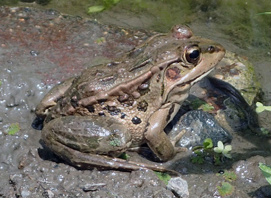 ナゴヤダルマガエル写真