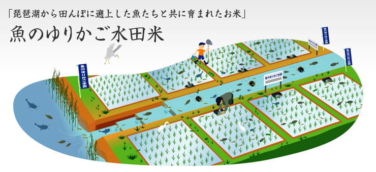 魚のゆりかご水田のイラスト