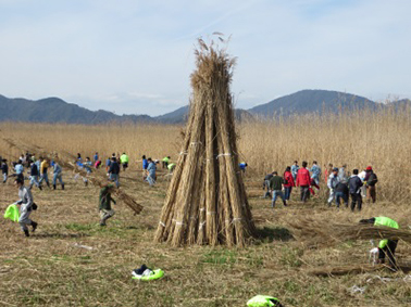 ヨシ帯保全と水草の利用