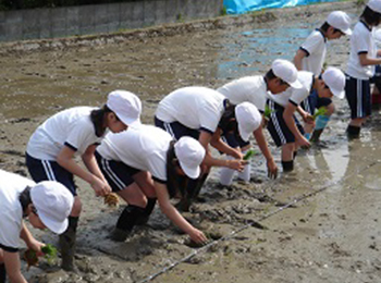 水田の営み等について学ぶ「たんぼのこ」写真