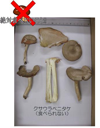 食べられないキノコの写真