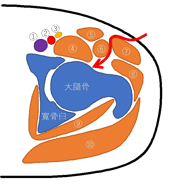 股関節の断面図