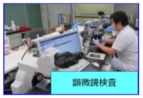 顕微鏡検査