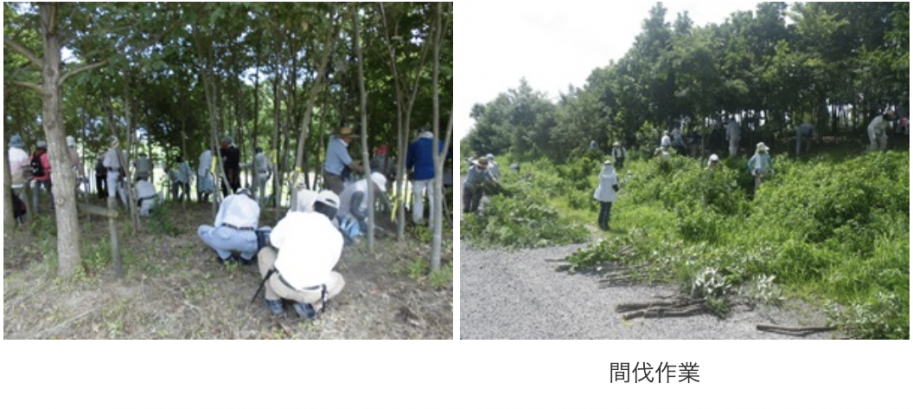 間伐作業