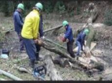 里山保全活動の様子1