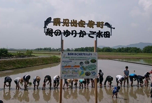 魚のゆりかご水田