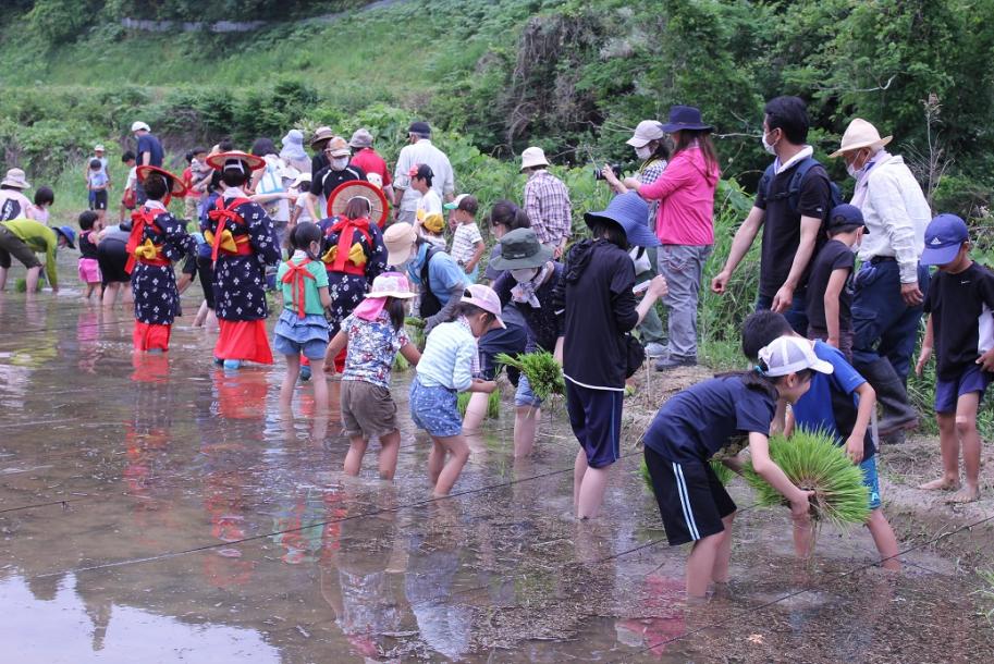 田植え