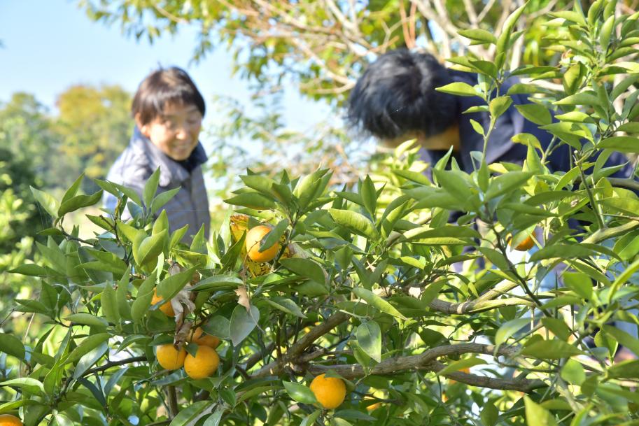 小さな果樹園のあるお宿きしかわ