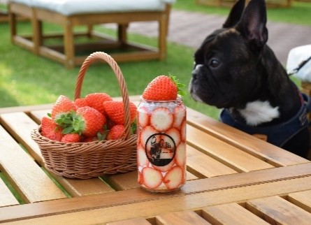 Strawberry Minori/ドッグランminori