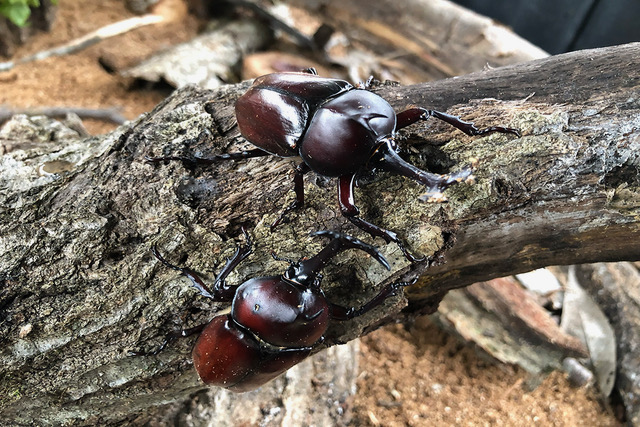 カブトムシハウス