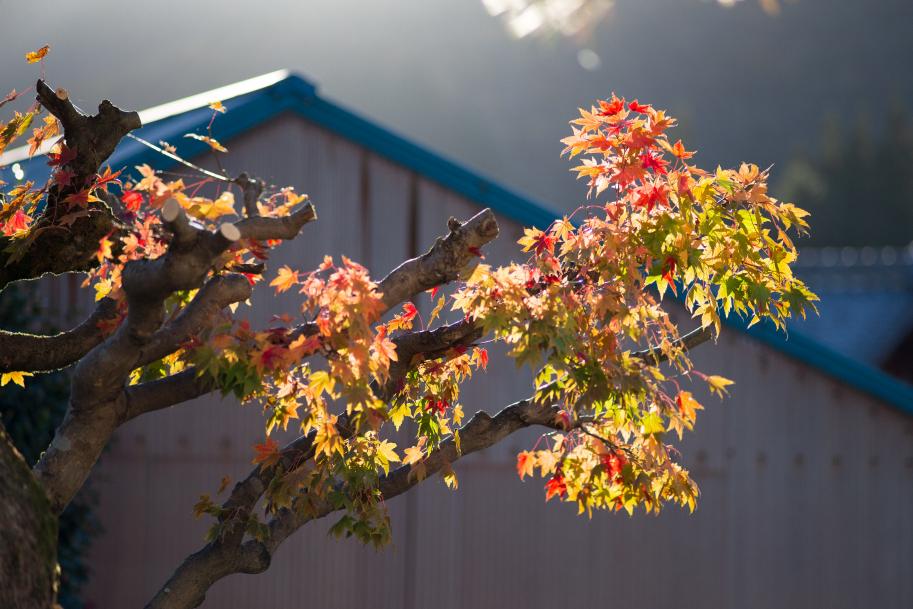 紅葉