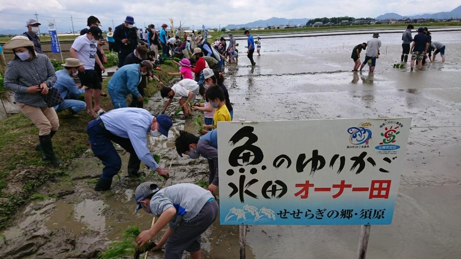 魚のゆりかご水田オーナー田