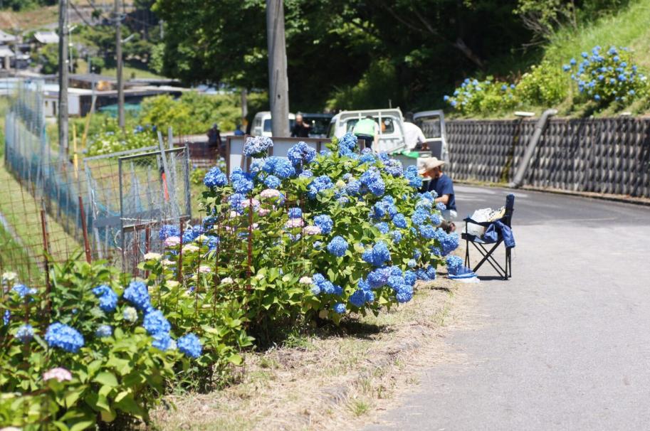 紫陽花
