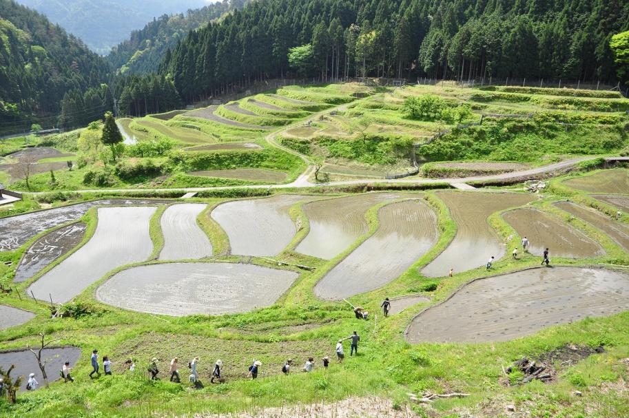 Volunteers participating in rice planting