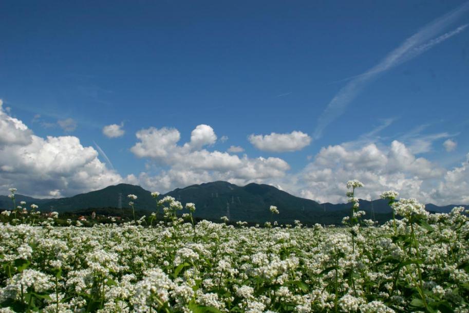 Mt. Watamuki 