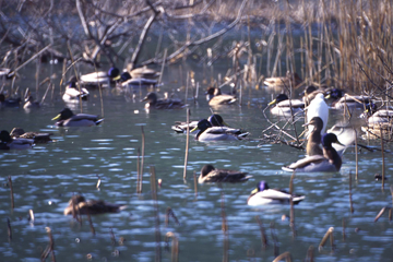 琵琶湖の水鳥