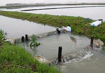 水路を遡上するフナ画像