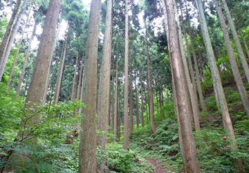 ▲Properly managed artificial forest