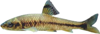 ▲Biwa minnow