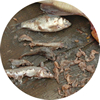 ▲Small fish and shrimp from largemouth bass’s stoma