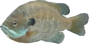 ▲Bluegill
