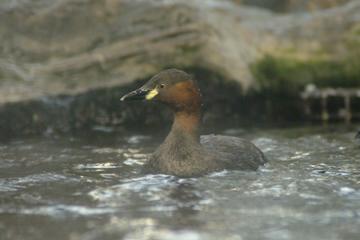 ▲Little grebe