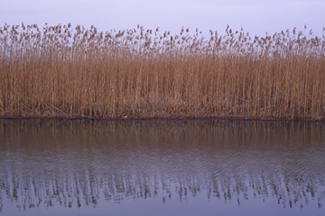 ▲Winter: Water side of lake Nishinoko