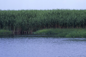 ▲Summer: Reeds colony around water side of Ohmihachiman