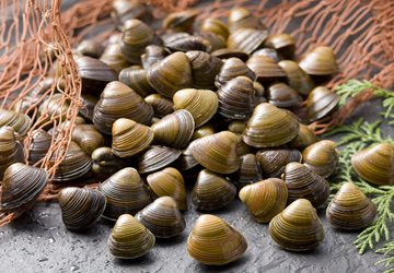 Seta clam