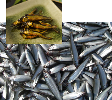Sweet fish and ”Tukudani”(cooked with soy sauce)
