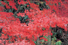 紅葉の写真