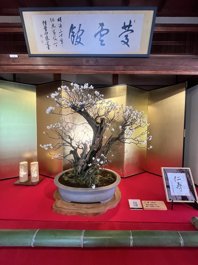 盆梅写真