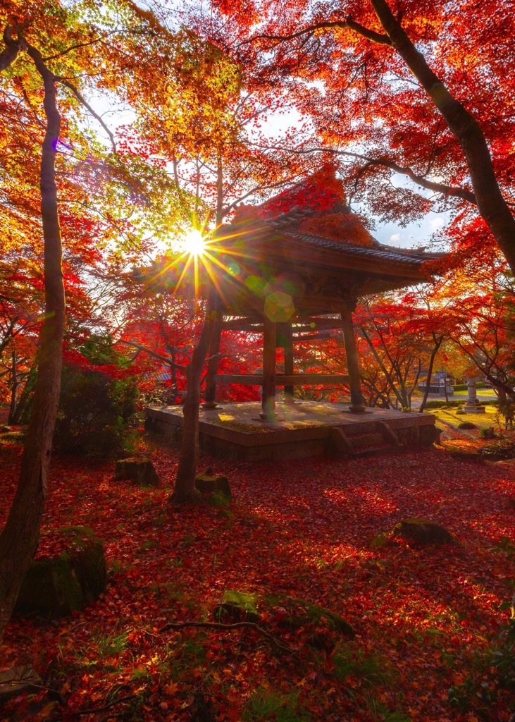 銅賞1人目は、「kana」さん!東光寺にて、頭上も真っ赤なもみじ、足元も真っ赤なもみじの絨毯になっている写真。木々の間から太陽が光っているのが見えて、素敵です。