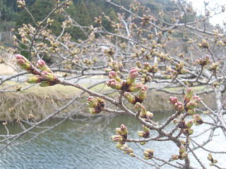 3月26日の写真です。