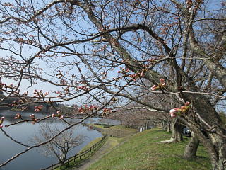 3月30日の日野川ダムのサクラです。