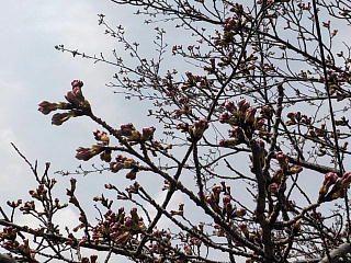 おおづちダムの3月30日の桜です。