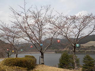 おおづちダムの3月30日の桜です。